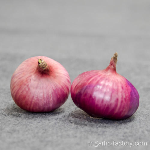 Prix ​​du marché frais oignon rouge pour les importateurs